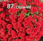 87 Otilia Red