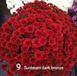 9 Sunbeam dark bronze