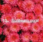 10 Sunbeam Coral
