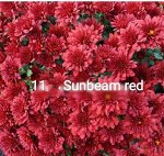 11 Sunbeam Red