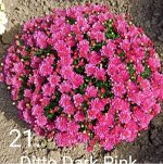21 Ditto Dark Pink