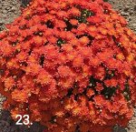 23 Ditto Dark Orange