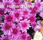 26 Homerun Pink