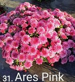 31 Ares Pink