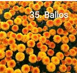 35 Balios