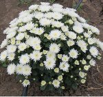38 Triky White