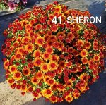41 Sheron