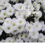 43 Coco