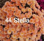 44 Stella