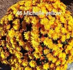 46 Michelle Yellow