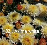 32 Axima White