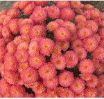 52 Gigi Coral
