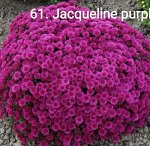 61 Jacqueline Purple