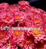 64/2 Jacqueline Coral