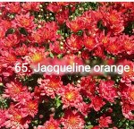 65 Jacqueline Orange Red