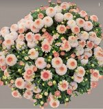 80 Brannobless blush pink