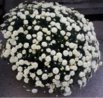 87 Brannobless White