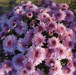 118 Bransound Purple