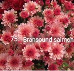 75 Bransound Salmon