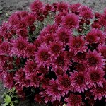 123 Bransound Magenta