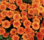 55 Gigi Orange
