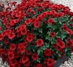 37 Camina Red