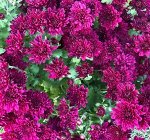 5 Daybreak Purple