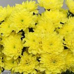 2 Daybreak Bright Yellow