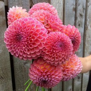 Георгина Pink Suffusion