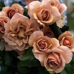 Розы Сибири Кафе Латте