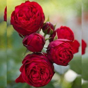 Розы Сибири Эротик Рококо