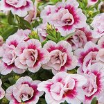 Калибрахоа M.F. Uno Double PinkTastic