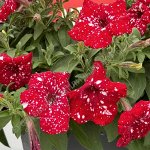 Петуния Famous Cherry Sky 25