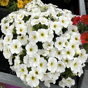 Петхоа Beautical Pearl White