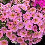 Петхоа Beautical Sunray Pink
