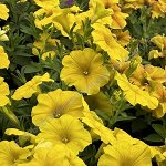 Петхоа Beautical Yellow Sun