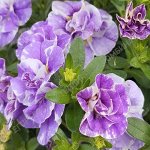 Калибрахоа M.F. Neo Double Loopy Lavender