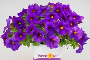Петхоа Supercal Blue