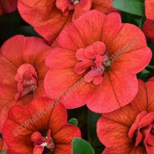 Калибрахоа M.F. Neo Double Orange