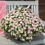 Калибрахоа Neo Fancy Francy