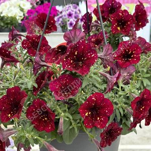 Петуния AlpeTunia Burgundy Sky