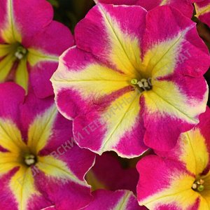 Петуния AlpeTunia Magenta Yellow Star