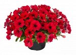 Петуния Cascadias Chili Red