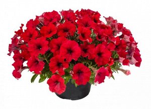Петуния Cascadias Chili Red