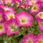 Петуния Cascadias Fantasy Hot Pink Impr.