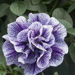Петуния Tumbelina Priscilla Pro