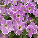 Петуния Cascadias Lilac Frost