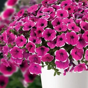 Петуния Cascadias Rim Cherry Impr.
