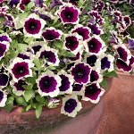 Петуния Cascadias Rim Magenta