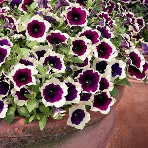 Петуния Cascadias Rim Magenta